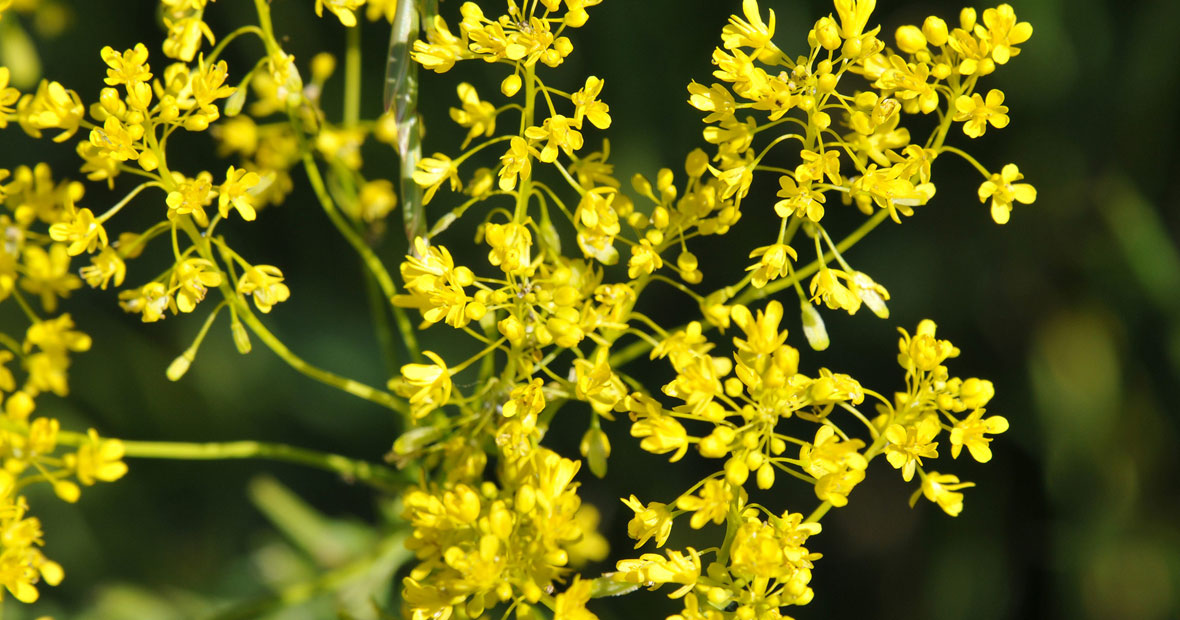 végétaux-de-pastel